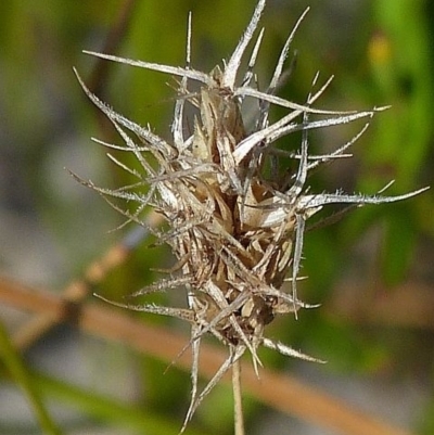 Amphipogon strictus