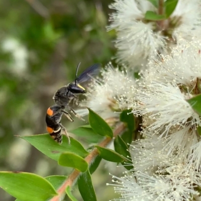 Hyleoides concinna