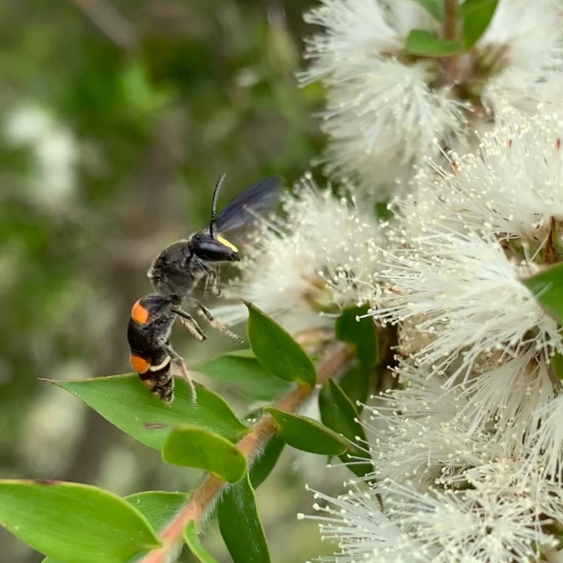 Hyleoides concinna