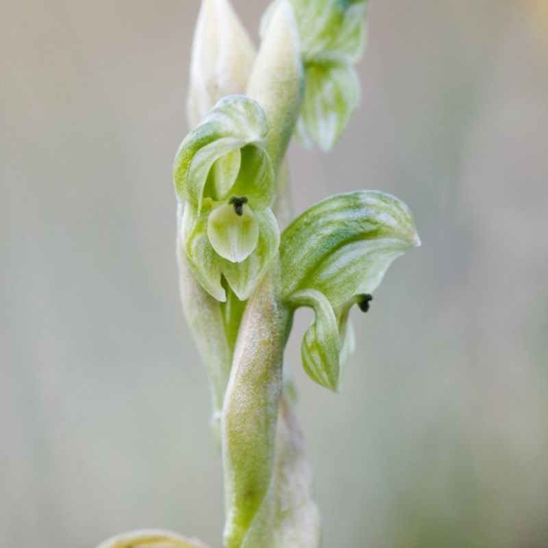 Hymenochilus crassicaulis