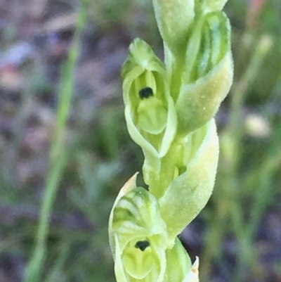 Hymenochilus cycnocephalus