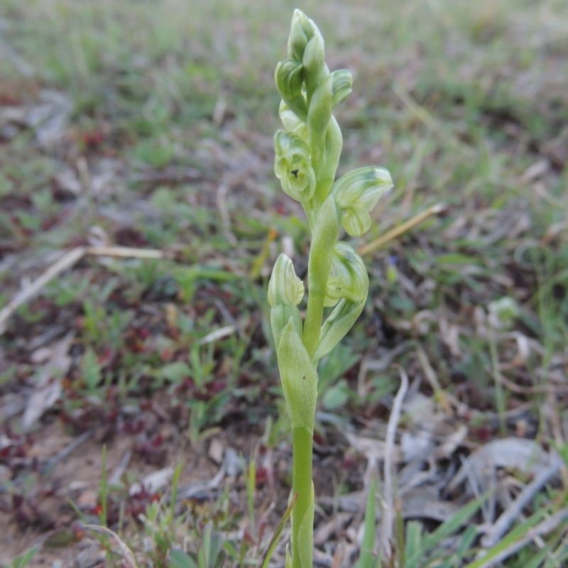 Hymenochilus cycnocephalus