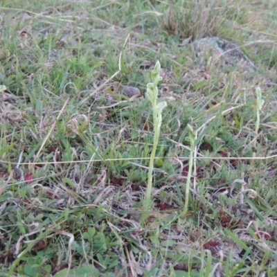 Hymenochilus cycnocephalus