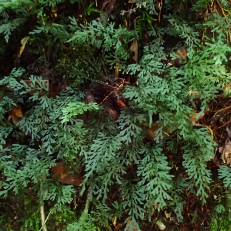 Hymenophyllum australe