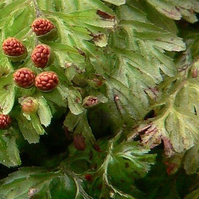 Hymenophyllum cupressiforme