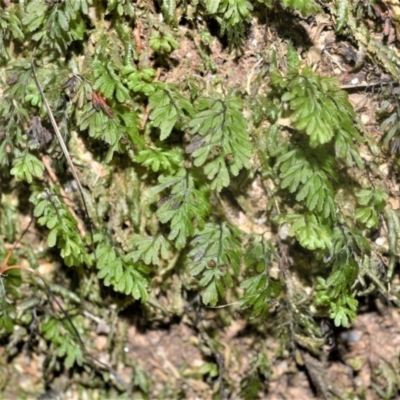 Hymenophyllum cupressiforme