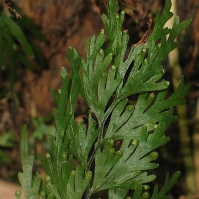 Hymenophyllum flabellatum