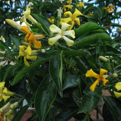 Hymenosporum flavum