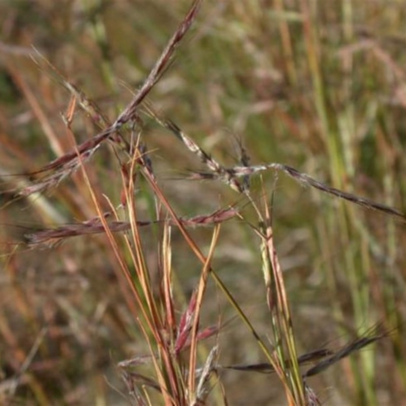 Hyparrhenia hirta