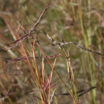 Close up of Seed-head branches