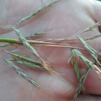 Close up of flower spikelets
