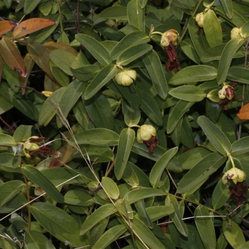 Hypericum calycinum