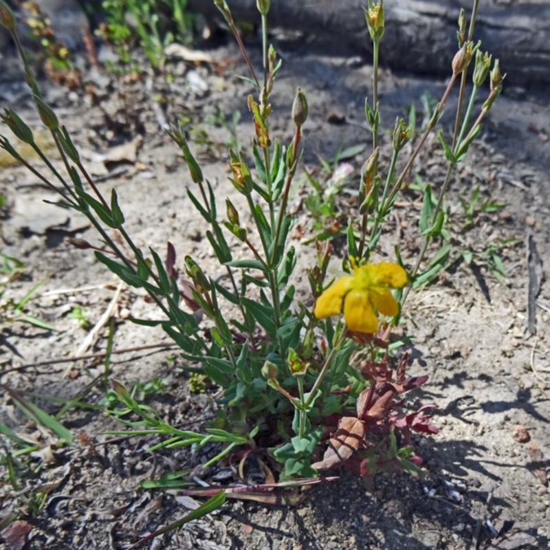 Hypericum gramineum