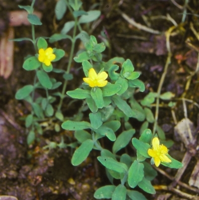 Hypericum japonicum