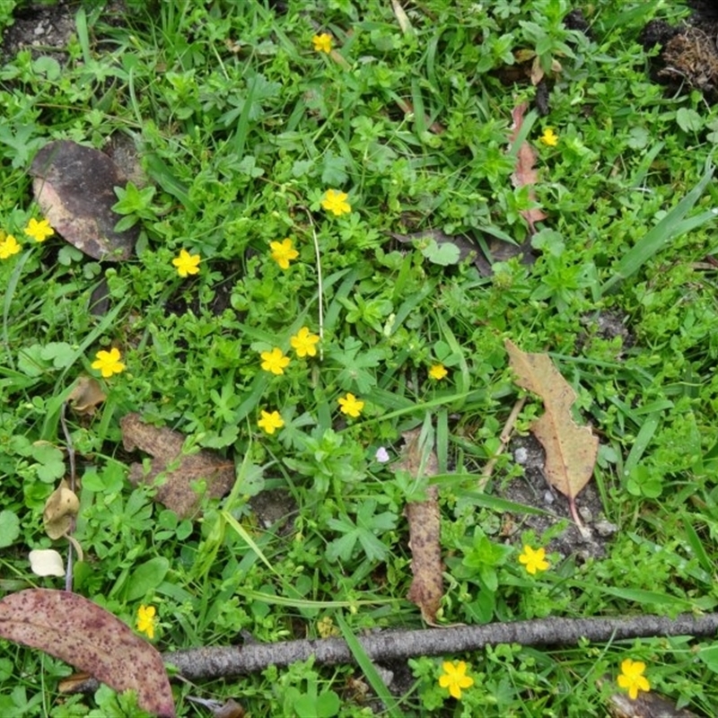 Hypericum japonicum