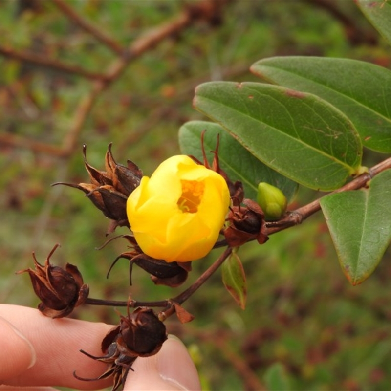 Hypericum patulum