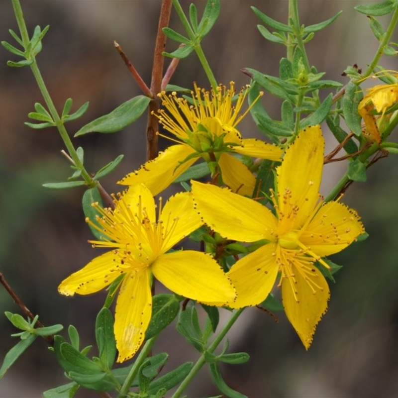 Hypericum perforatum