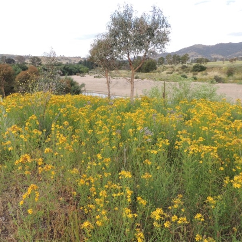 Hypericum perforatum