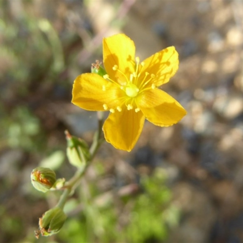 Hypericum sp.