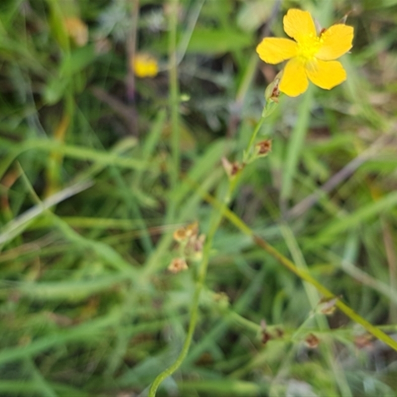 Hypericum sp.