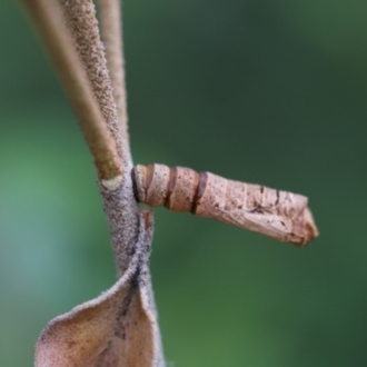 Pupal shell