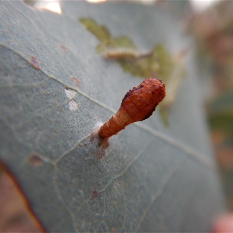 Hypertrophidae sp. (family)