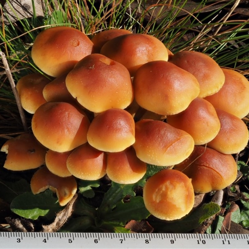 Hypholoma sp.