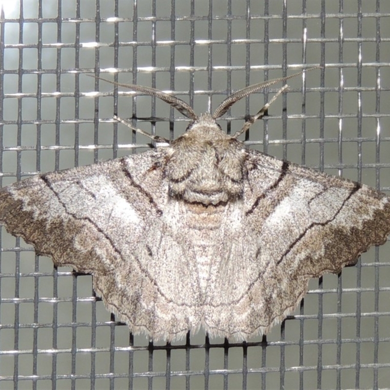 Female