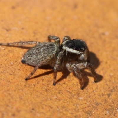 Maratus griseus