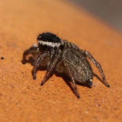 Maratus griseus