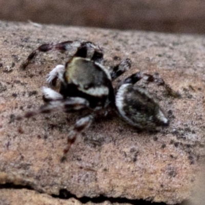 Maratus scutulatus