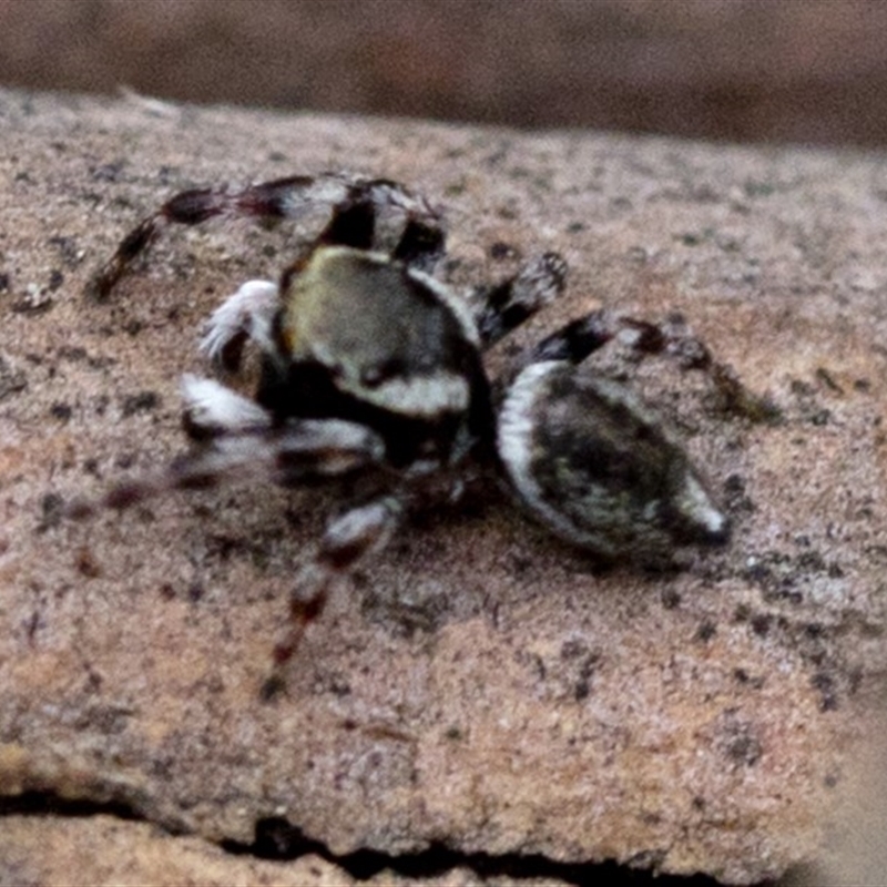 Maratus scutulatus