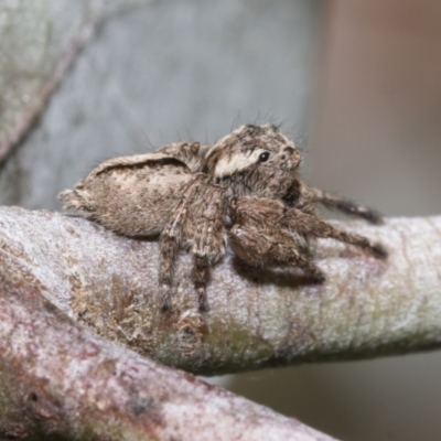 Maratus scutulatus