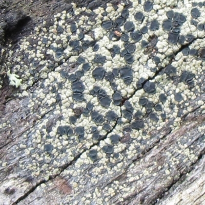 Hypocenomyce australis