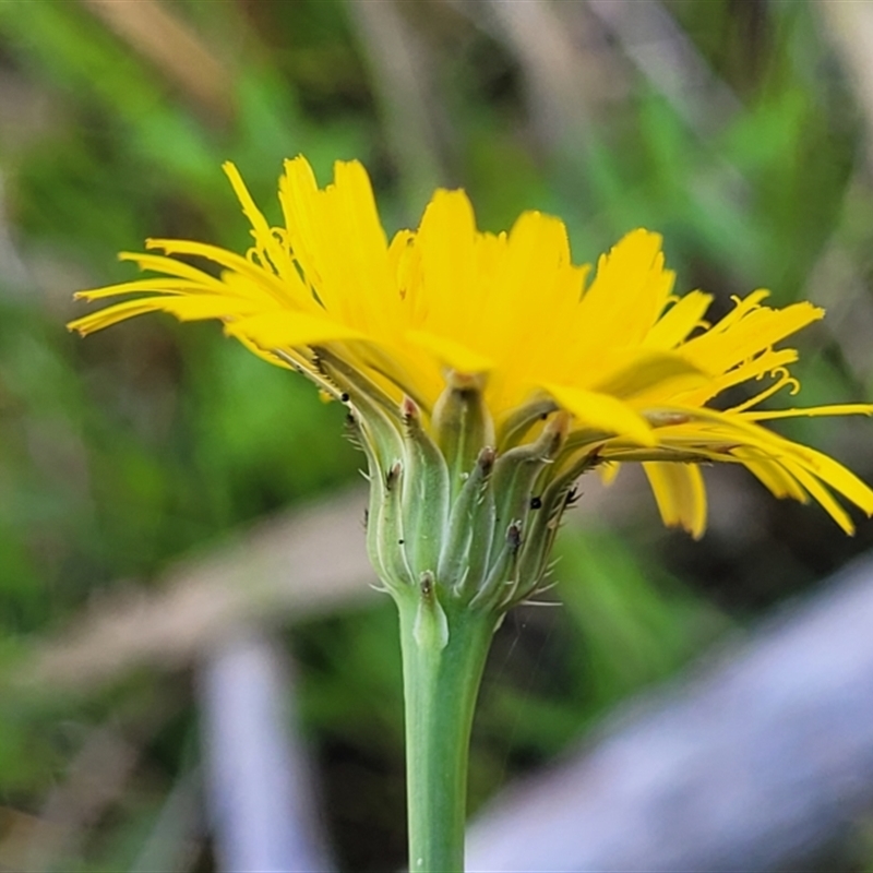 Hypochaeris radicata