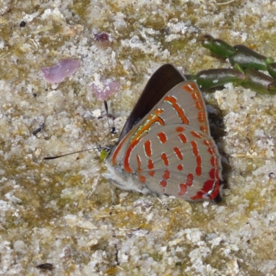 Hypochrysops delicia