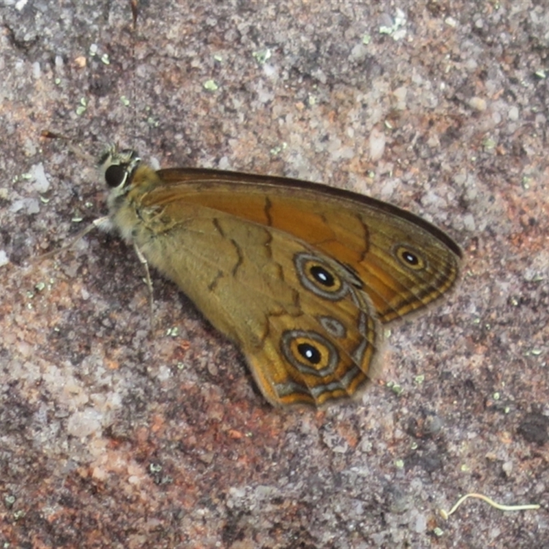 Hypocysta euphemia