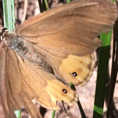 Hypocysta pseudirius