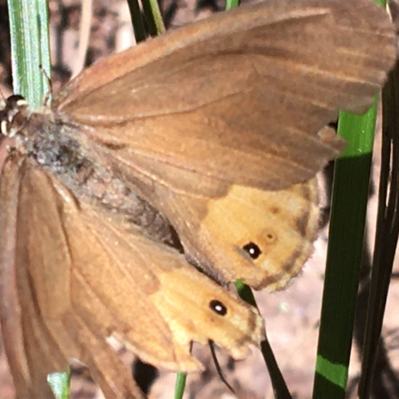 Hypocysta pseudirius