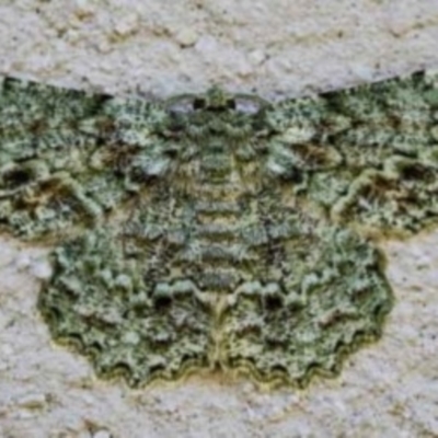 Hypodoxa muscosaria