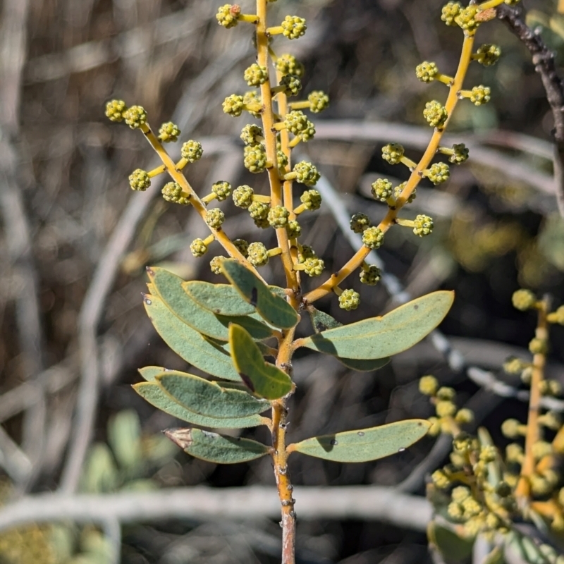 Acacia decora