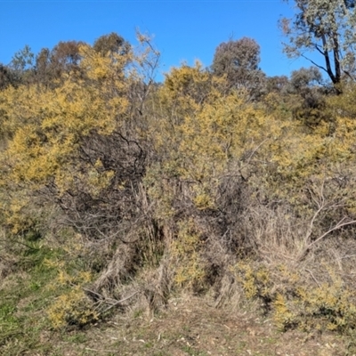 Acacia decora