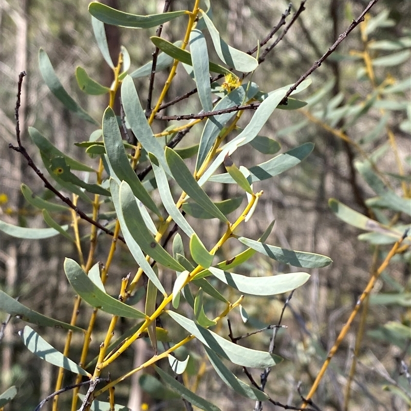 Acacia decora