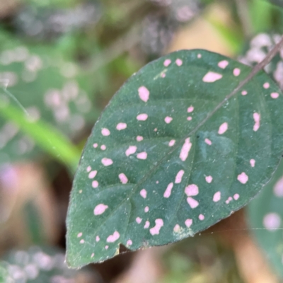 Hypoestes phyllostachya