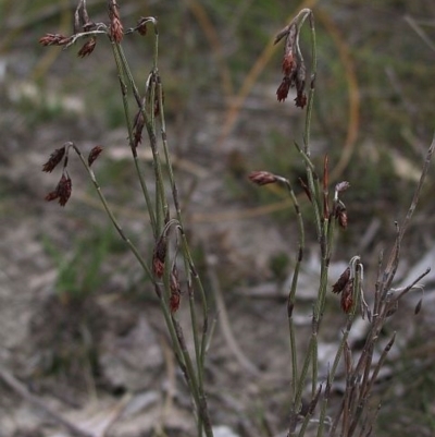 Hypolaena fastigiata