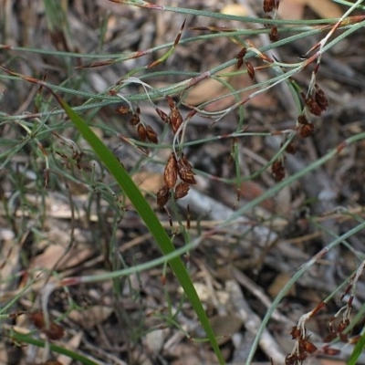 Hypolaena fastigiata