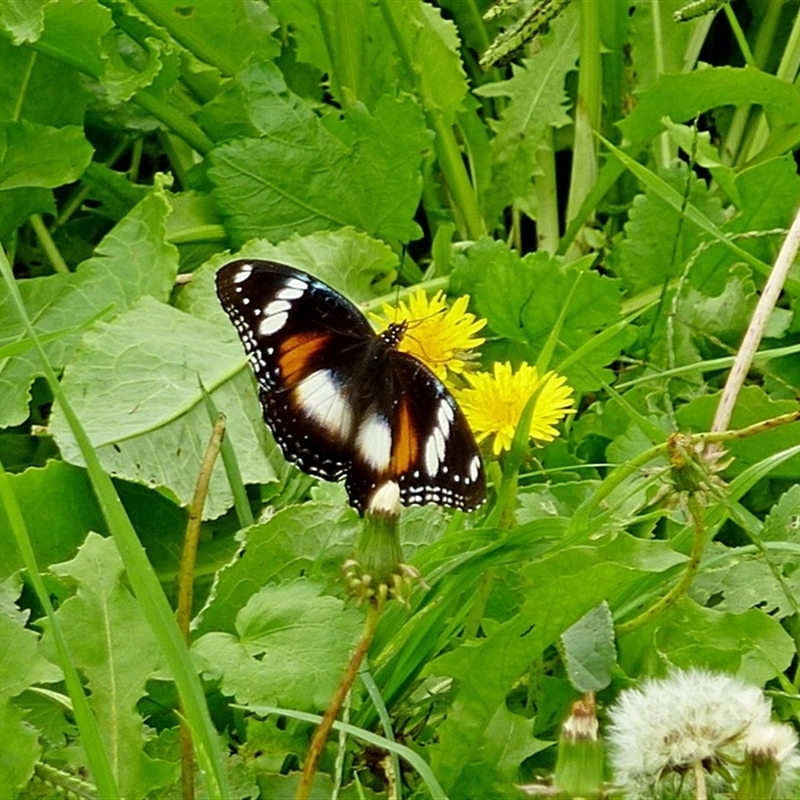 Hypolimnas bolina