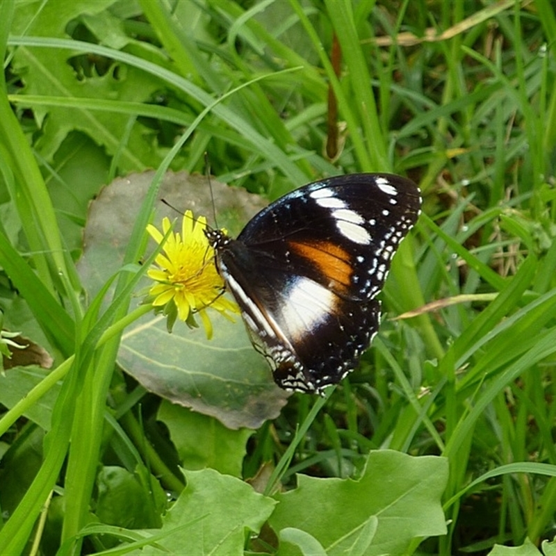 Hypolimnas bolina