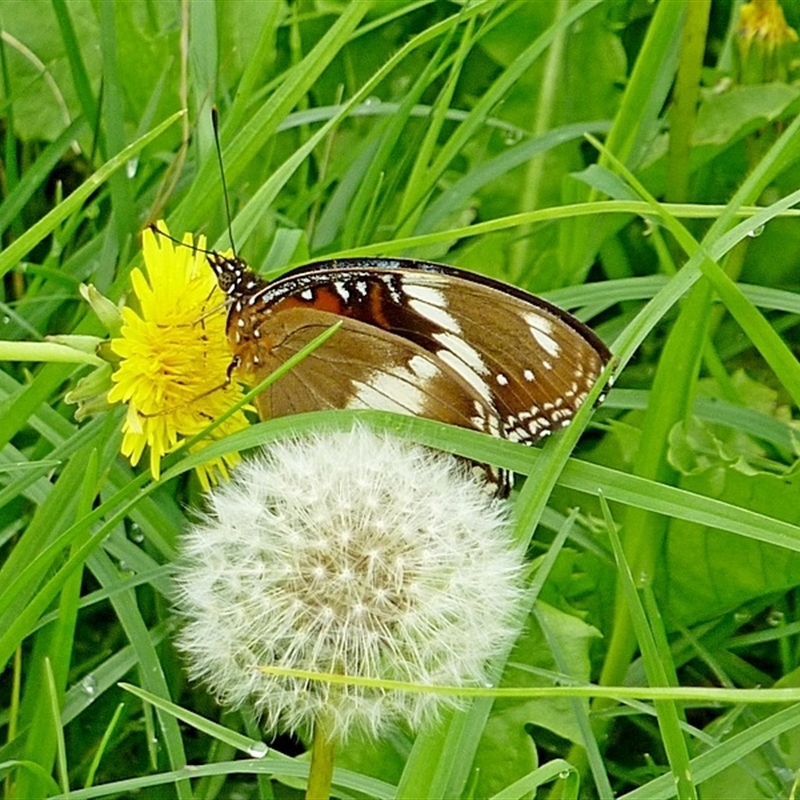 Hypolimnas bolina