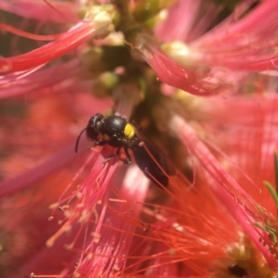 Amphylaeus (Agogenohylaeus) obscuriceps